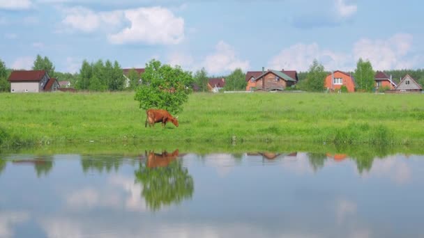 Корова ест траву у маленького озера — стоковое видео