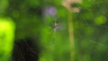 Ağdaki küçük örümcek, makro manzara