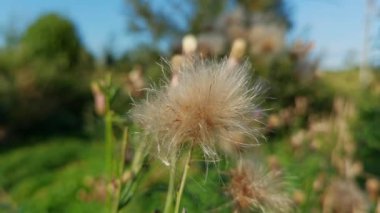 Yaz günü karahindiba çiçeğinin yakın görüntüsü