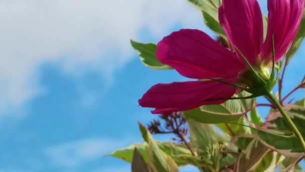 Violeta flor cosmo no dia ensolarado no fundo do céu azul — Vídeo de Stock