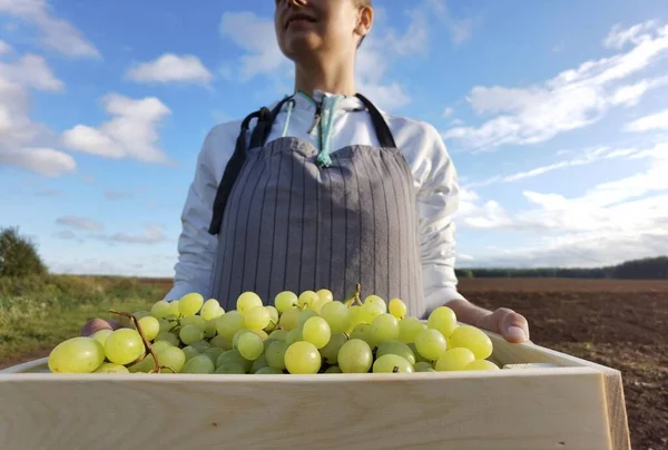 Femme agricultrice avec boîte en bois pleine de raisins verts — Photo