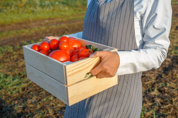 Fermier avec boîte en bois pleine de tomates — Photo