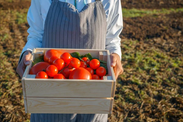 Fermier avec boîte en bois pleine de tomates — Photo