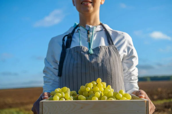 Femme agricultrice avec boîte en bois pleine de raisins verts — Photo