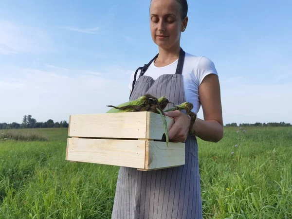 Agriculteur sur le terrain avec une boîte de épi de maïs — Photo