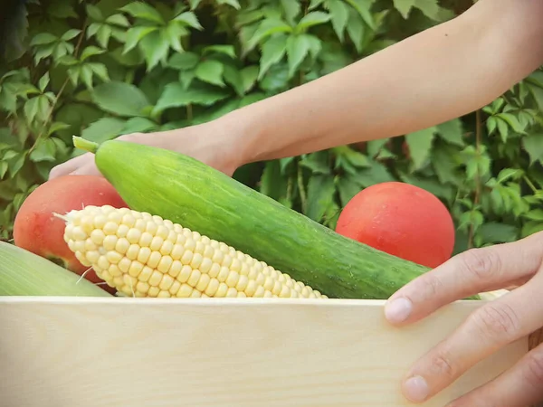 Récolte de légumes frais mûrs dans la boîte — Photo