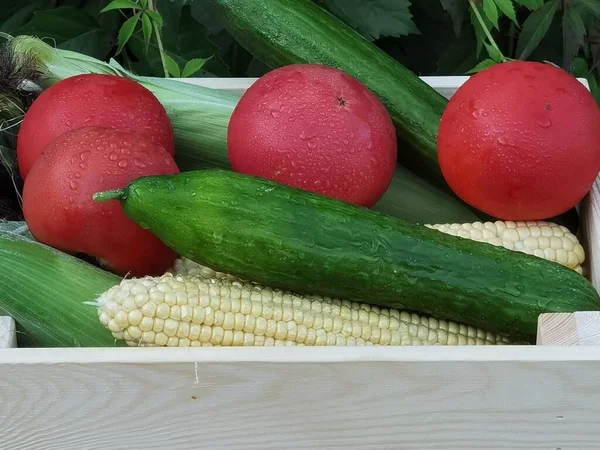Récolte de légumes frais mûrs dans la boîte — Photo