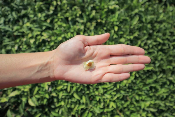 Girl's hand is holding tea flower near tea fields — Stock Photo, Image