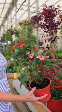 Çizgili elbiseli genç bir kadın sera dükkanında çiçek açmayı seçiyor. Bahçe işleri, çiçek alışverişi, ev dekorasyonu, eko yaşam tarzı, sürdürülebilir yaşam, doğal iç tasarım, bahçecilik ve bitki bakım ürünleri kavramı.