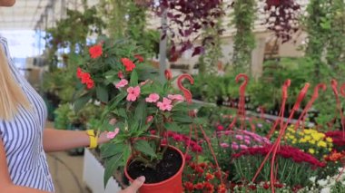 Çizgili elbiseli genç bir kadın sera dükkanında çiçek açmayı seçiyor. Bahçe işleri, çiçek alışverişi, ev dekorasyonu, eko yaşam tarzı, sürdürülebilir yaşam, doğal iç tasarım, bahçecilik ve bitki bakım ürünleri kavramı.