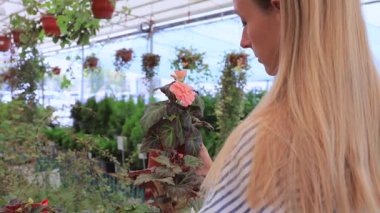 Çizgili elbiseli bir kadın sera dükkanında saksı çiçeği seçiyor. Bahçe işleri, eko yaşam tarzı, sürdürülebilir alışveriş, ev dekorasyonu, çiçek pazarı, bahçıvanlık, kentsel bahçe ve doğal yeşillik ile iç dekorasyon kavramı.