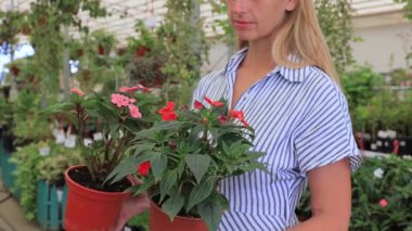 Çizgili elbiseli bir kadın serada iki saksı çiçeği tutuyor. Bahçe işleri, sürdürülebilir yaşam tarzı, çevre dostu alışveriş, ev dekorasyonu, bahçıvanlık, şehir bahçesi, çiçek pazarı ve doğal iç mimari..