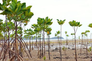Mangrov ve kökleri üzerinde kum
