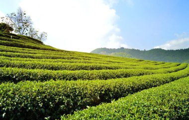 Çay tarlaları, Doi Ang Khang, Chiang Mai, Tayland