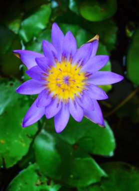 bir güzel lotus çiçeği