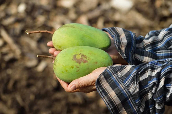 Mangos Frescos Granja — Foto de Stock