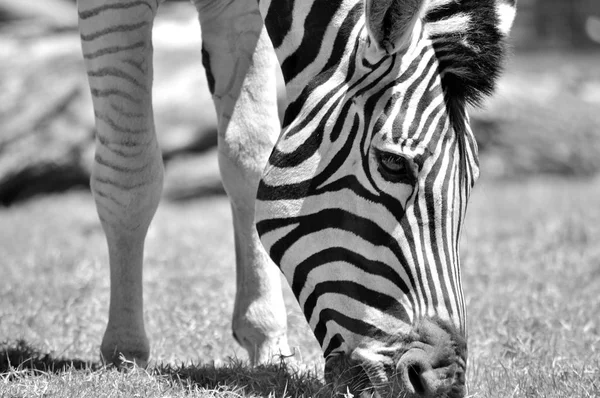 Czarno Białe Zdjęcie Zebra Cieszyć Się Jedzeniem Zbyt Delikatna Ostrość — Zdjęcie stockowe