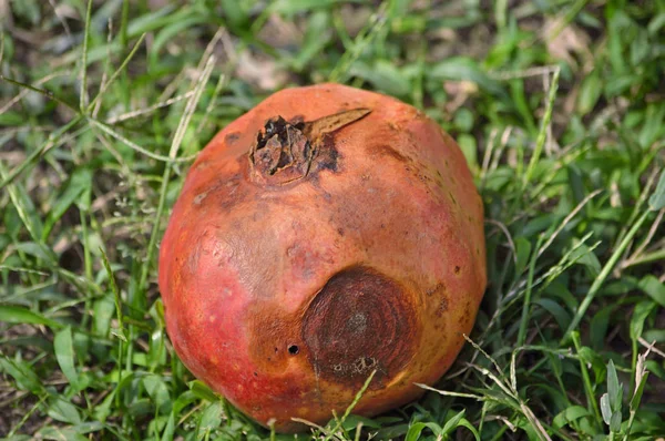 Çim zemin üzerine çürük Ruby