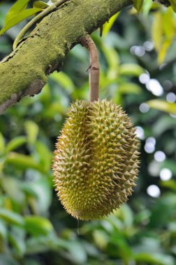 Tayland Durian ağaçta, tropikal meyveler