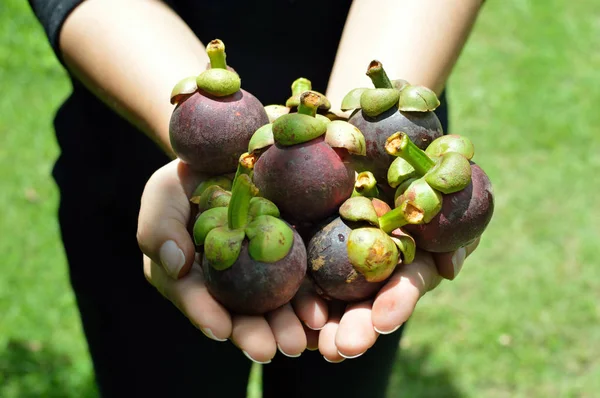 Deliciosa Fruta Mangostán Arreglada Las Manos Con Fondo Verde — Foto de Stock