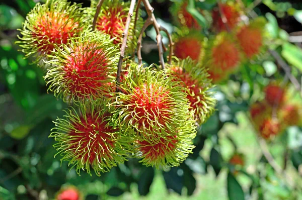 Rambutan Vermelho Árvore Jardim — Fotografia de Stock