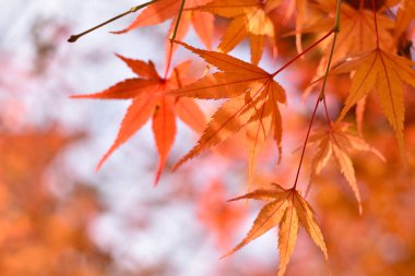 Sonbaharda kırmızı akçaağaç yaprakları