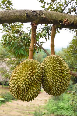 Meyve bahçesinde meyve Tayland Kralı ağaçta taze durian