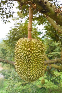 Bahçedeki ağaçta taze durian