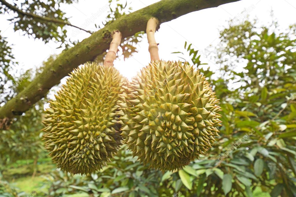 Durian tree, Fresh durian fruit on tree 