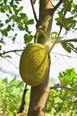Nefesi Tayland ağaç üzerinde