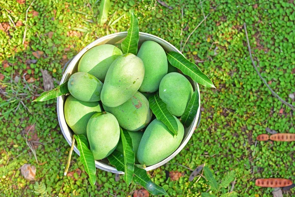 Cosecha de mango verde en plantación de mango en Tailandia — Foto de Stock