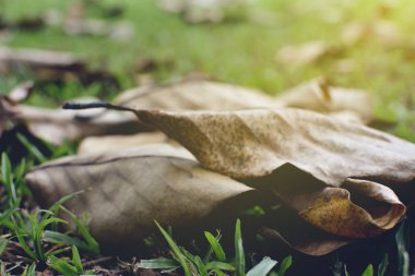 Yeşil çimlerin üzerinde kuru yaprak