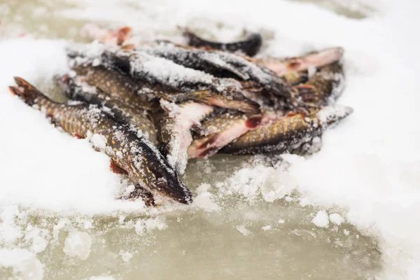 Χειμερινό Ψάρεμα Πάικ Κείτεται Στον Πάγο — Φωτογραφία Αρχείου