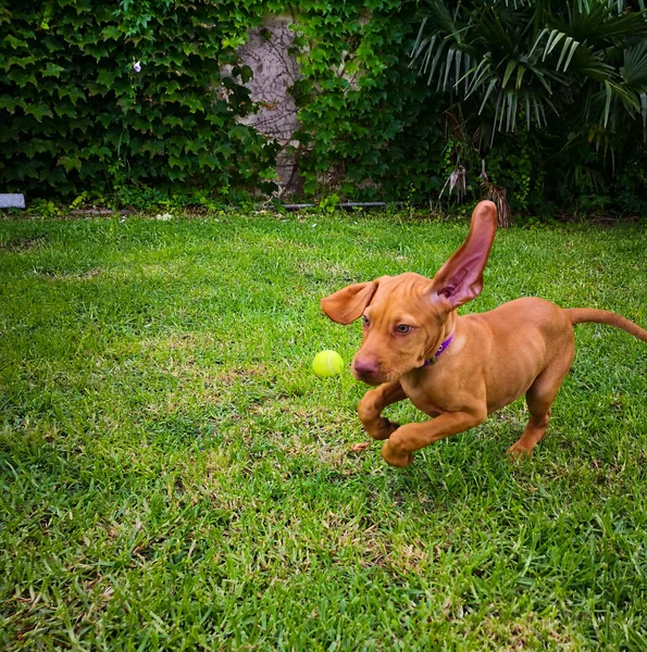 Bir Tenis Topu Ile Çimenlerin Üzerinde Oynayan Güzel Kahverengi Köpek — Stok fotoğraf