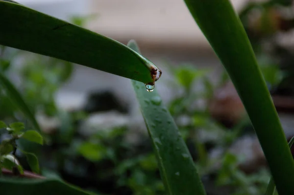 Raindrops Falling Leaves — Stock Photo, Image