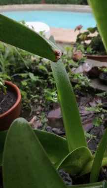 Yapraklardan düşen yağmur damlaları