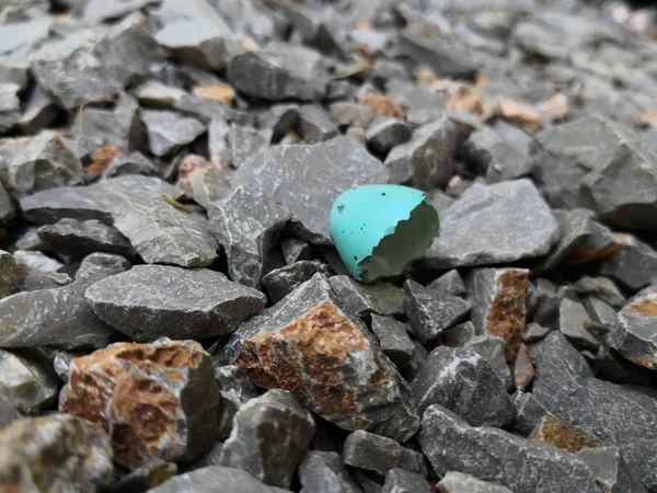 Beautiful Bird Egg Broken Rocks — Stock Photo, Image