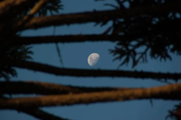 Vue Surface Lune Travers Les Branches Une Araucaria — Photo