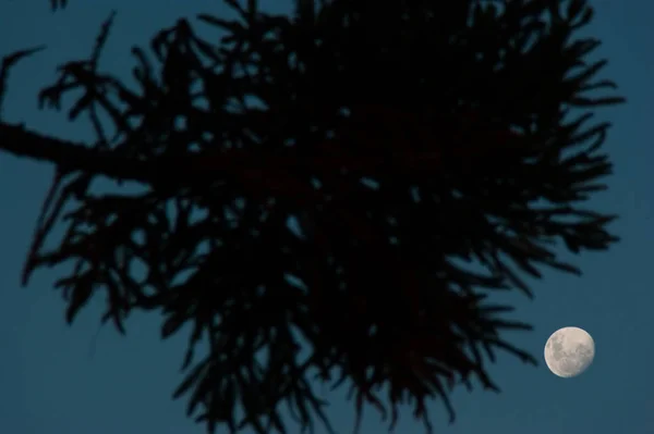 Вид Поверхность Луны Ветвями Араукарии — стоковое фото