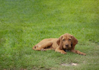 çimenlerde yatan kahverengi bir köpek yavrusu vizsla rahatça dinlenerek