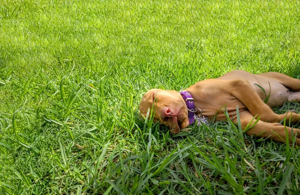 一只棕色的小狗维兹拉躺在草地上舒适地休息 — 图库照片