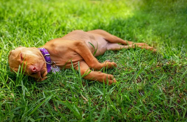 çimenlerde yatan kahverengi bir köpek yavrusu vizsla rahatça dinlenerek