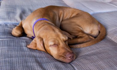 Sevimli bir küçük kahverengi köpek vizsla portresi ve ayak rahat uyku ve gri kahverengi kanepe üzerinde rahat