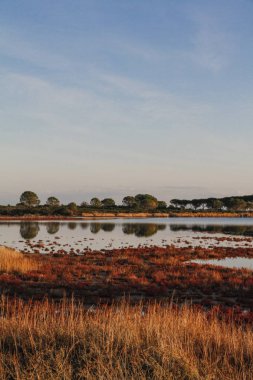 Düz su şafakta Sardunya yansıtılır kırmızımsı bitki örtüsü çevrili lagoon