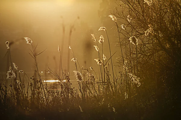 Zapadající Slunce Prochází Přes Hůl Houští Phragmites Australis Svítící Vrcholky — Stock fotografie