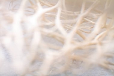 Kurutulmuş deniz süngeri makro fotoğraf çekimi sanatsal renkli arka plan oluşturma