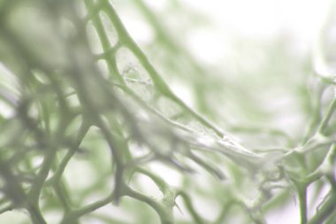 Kurutulmuş deniz süngeri makro fotoğraf çekimi sanatsal renkli arka plan oluşturma