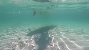 Su sporları: beyaz kum alt ve suya dalan kürek yansıyan şeklin gölgesi ile kristal denizde sualtı alınan bir beyaz stand up kürek kurulu yavaş hareket geçişi