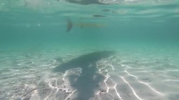 水上运动 从水晶海水下拍摄的白色站立桨板的慢动作通道 形状的阴影反射在白色沙底和跳入水中的桨上 — 图库视频影像