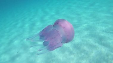 Bir Rhizostoma Pulmo, genellikle varil denizanası olarak bilinen, çöp kapağı denizanası veya frilly ağızlı denizanası yavaş hareket sualtı yüzer içinde müthiş su yansımaları ile şeffaf bir mavi filme